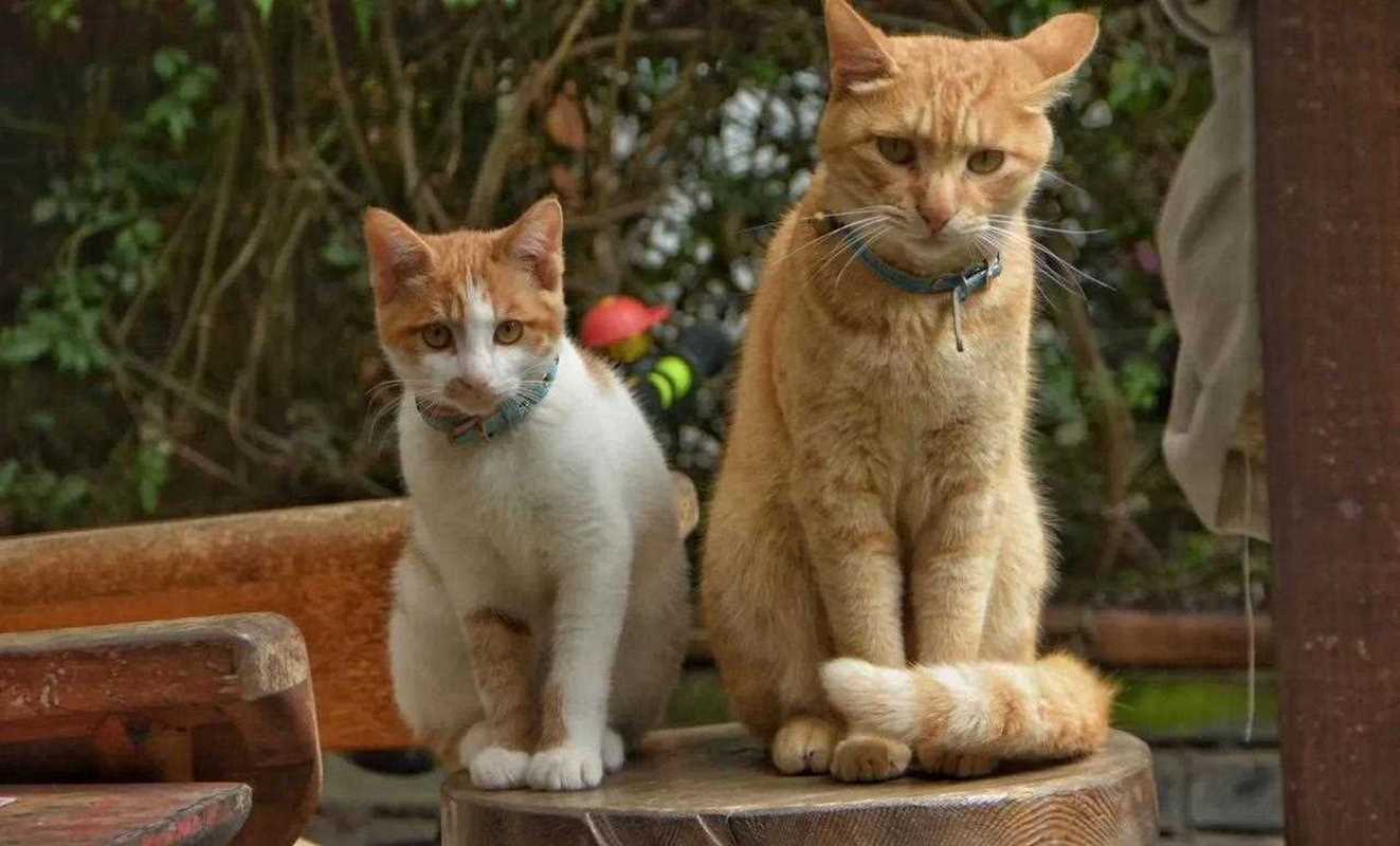 家里来了只黄猫还产下两只猫仔不知昰好还是坏？-图2