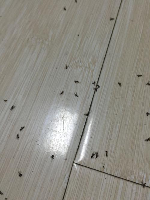 家里地板有蚂蚁怎么办啊，是怎么招的蚂蚁呐？-图1