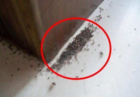 家里地板有蚂蚁怎么办啊，是怎么招的蚂蚁呐？-图3