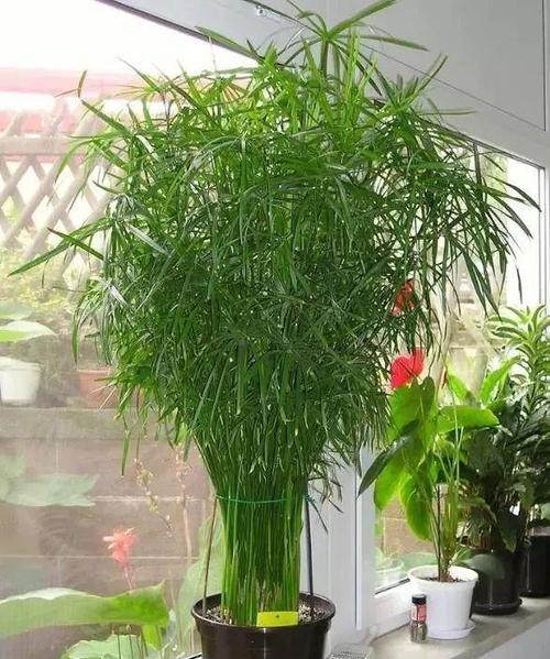室内盆栽竹子哪个品种好？-图1