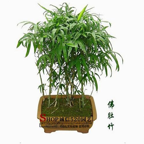 室内盆栽竹子哪个品种好？-图2