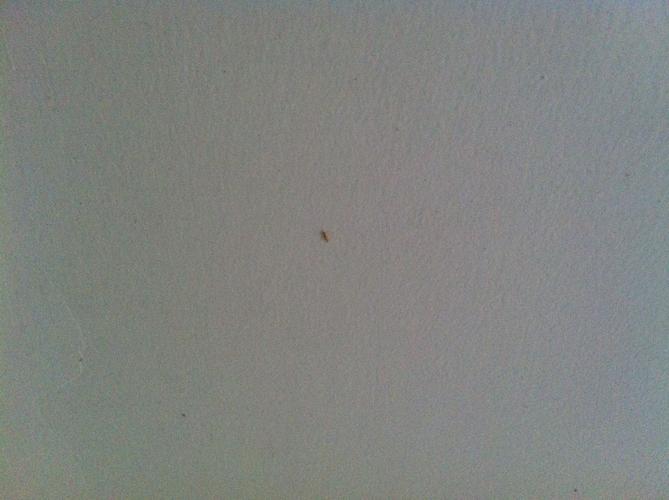 墙上有很多小小的虫子？-图2