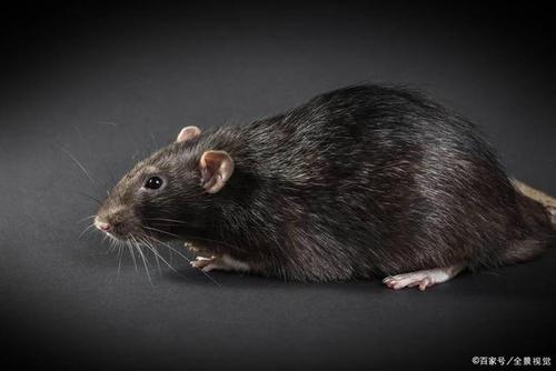 为什么家里的老鼠是黑色的？-图2