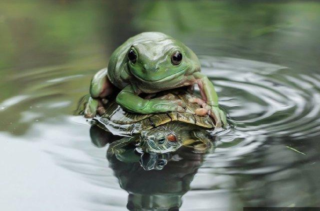 乌龟上面驮个青蛙寓意啥？-图1