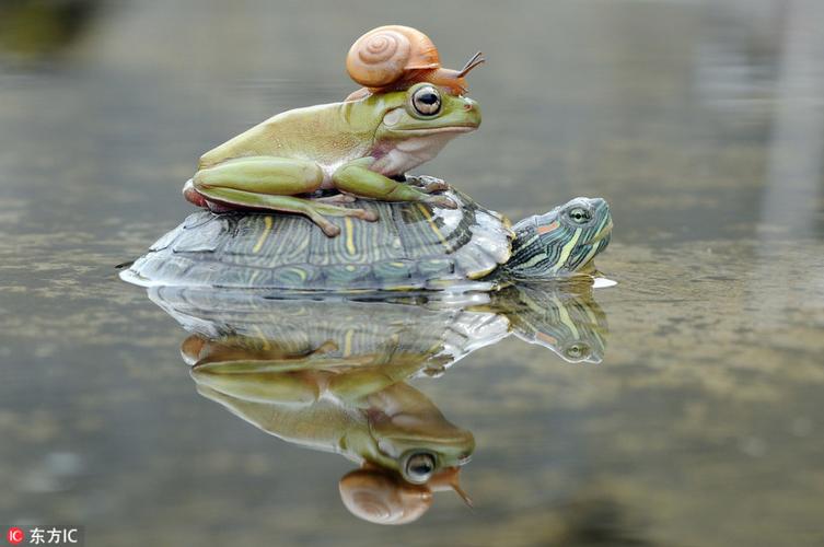 乌龟上面驮个青蛙寓意啥？-图3