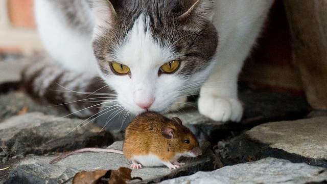 老鼠害死猫是什么意思？-图3
