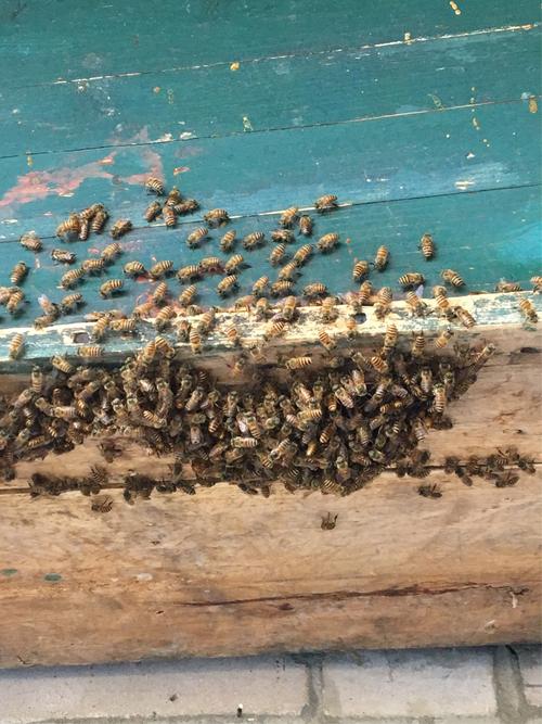 家里突然来了一群蜜蜂是什么征兆？-图3