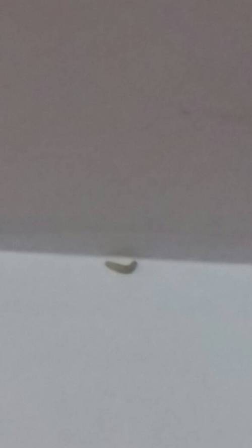 最近家里的天花板上出现很多白色小肉虫,怎么回事？-图1
