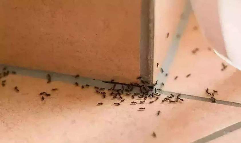 蚂蚁出现在家里有什么前兆？-图3
