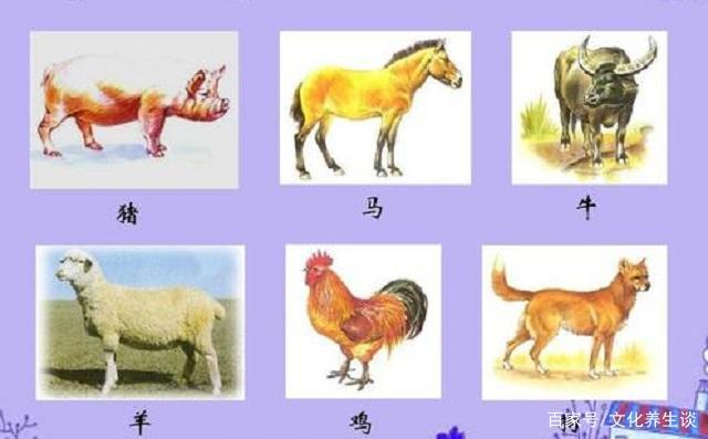 六畜的动物代表什么数字？-图3