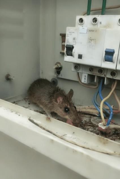 为什么家里的老鼠有的很大有的很小？-图1
