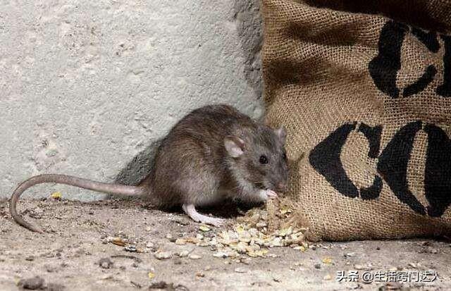 为什么家里的老鼠有的很大有的很小？-图2