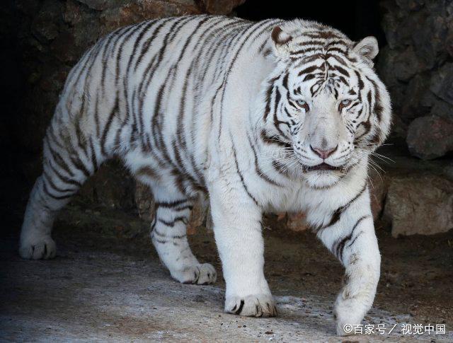 为什么近亲繁育的白虎会存在较明显的缺陷？-图3