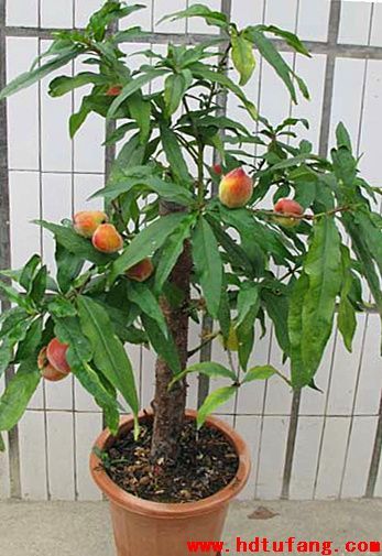 桃树可以在室内栽植吗？-图2