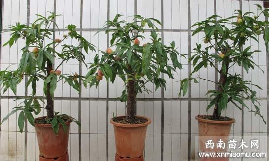 桃树可以在室内栽植吗？-图1