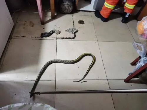 房间里跑进一条蛇，怎么弄出来啊？-图2