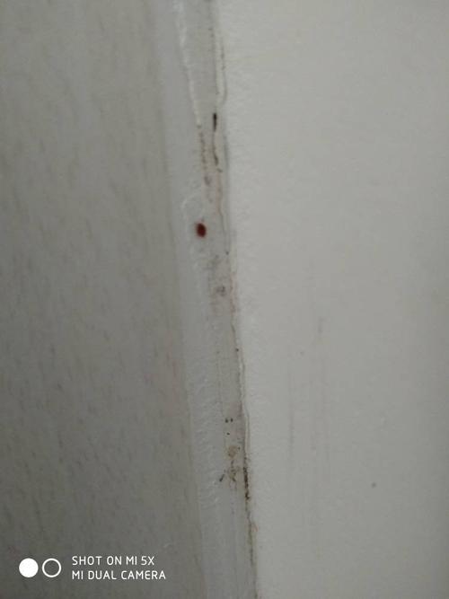 家里总是有小红虫子寓意什么？-图3