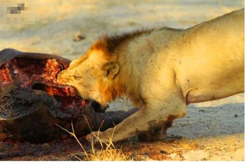 狮子吃熟肉会怎么样？-图1
