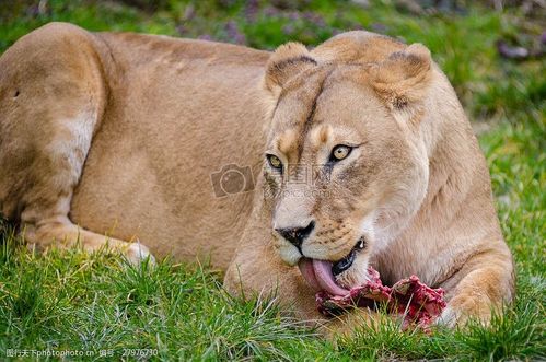 狮子吃熟肉会怎么样？-图3
