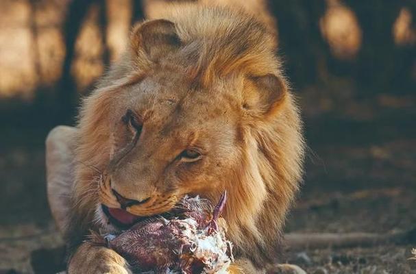 狮子吃熟肉会怎么样？-图2