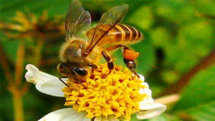 蜜蜂往家里飞代表什么？-图2