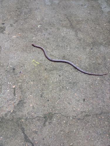 今天家里来了一条小蛇，吓坏我啦，打了一下没打死就把他放走了，是好还是坏？-图3