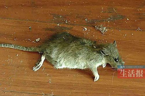 啊，家里进来个老鼠，老鼠都会爬楼了，怎么抓？-图1