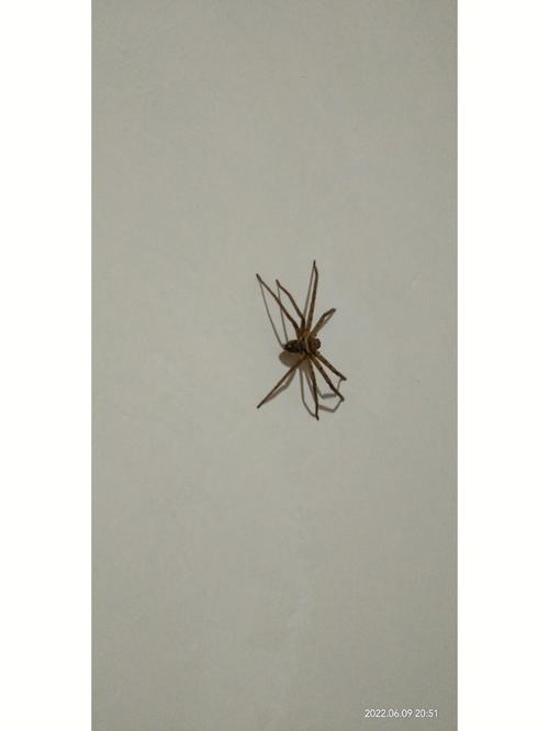 为什么家里经常会有蜘蛛？-图2