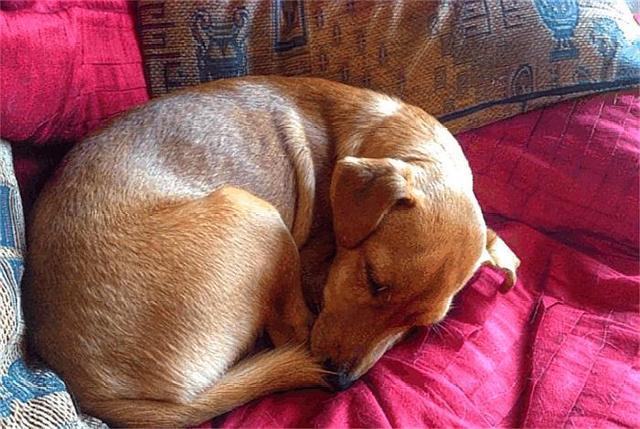 狗狗睡觉的时候，四肢会动，还会发出声音，是做梦的表现？-图1