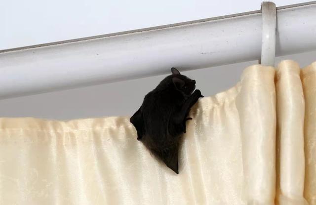 我家总是关着窗户,可是还是有蝙蝠飞进来,它是怎么进来的？-图1