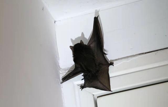 我家总是关着窗户,可是还是有蝙蝠飞进来,它是怎么进来的？-图2