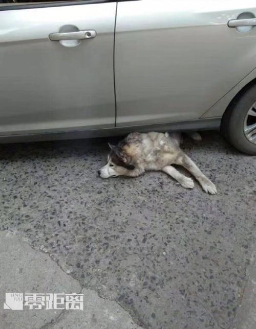 狗狗被车撞了一点,一碰它就叫,还流眼泪？-图1