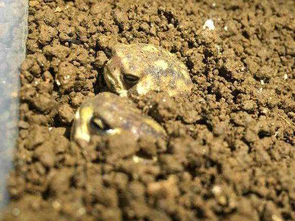 冬天挖坟挖出青蛙是什么预兆？-图3