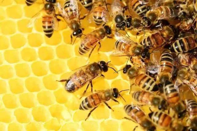 蜜蜂成群飞到家是什么原因？-图2