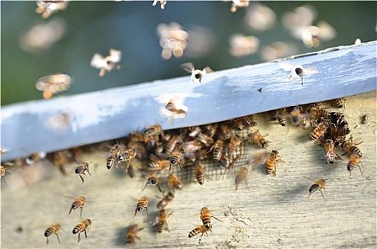 蜜蜂成群飞到家是什么原因？-图3