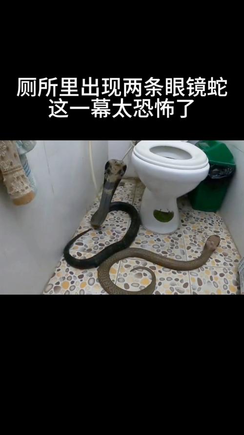 卫生间出现蛇？-图2