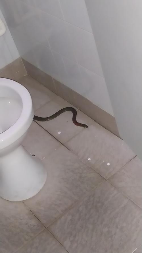 卫生间出现蛇？-图1
