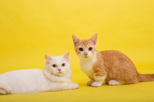 两只黄色猫咪象征什么？-图1