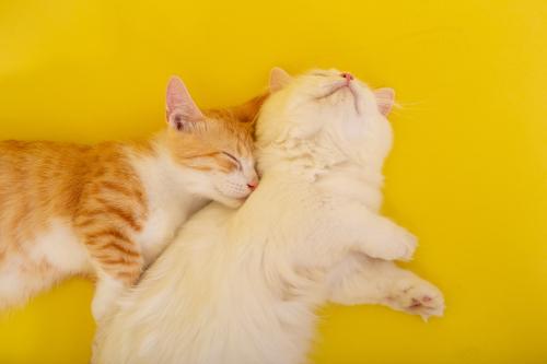 两只黄色猫咪象征什么？-图3