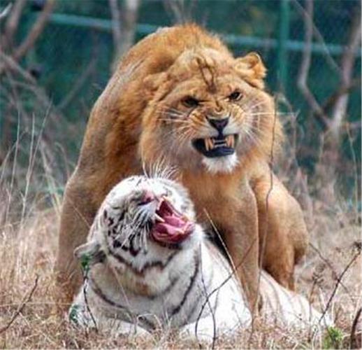 老虎和狮子这两种动物可以生活在一起吗？-图3