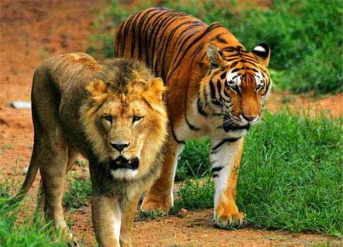 老虎和狮子这两种动物可以生活在一起吗？-图1