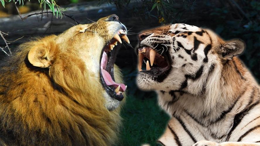 老虎和狮子这两种动物可以生活在一起吗？-图2