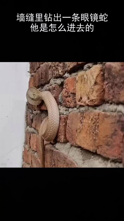 蛇，钻进墙缝里怎么带出来？-图1