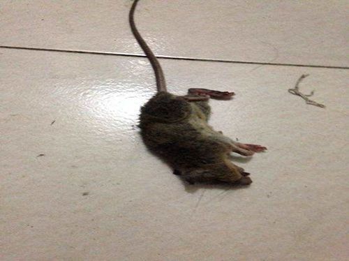 我们家有老鼠，一到半夜就出来咬门，不管投毒。还有什么办法能驱鼠？-图1