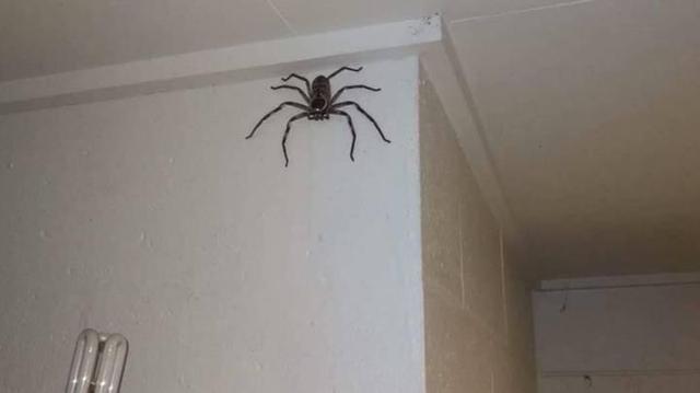 家里出现一直巨大无比的蜘蛛怎么办？-图2