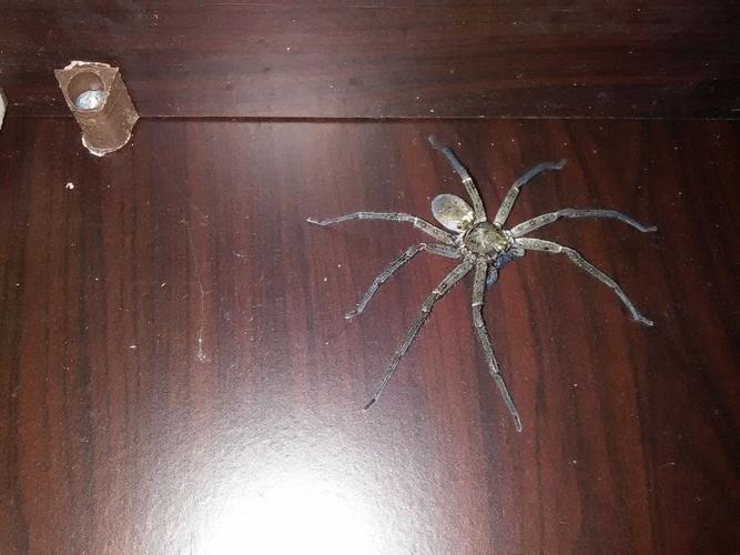 今晚在家里发现六只脚的蜘蛛（好像是，爬太快来不及看清）比手掌小一点，腿有长有短（前腿短后腿长吧）？-图2