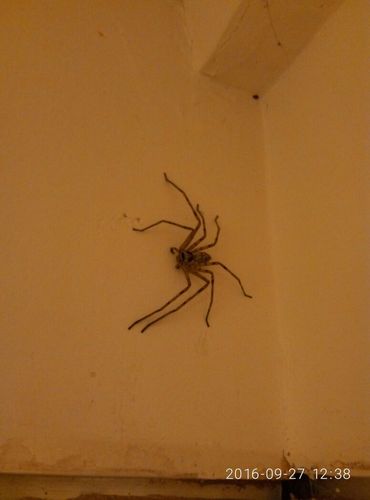 今晚在家里发现六只脚的蜘蛛（好像是，爬太快来不及看清）比手掌小一点，腿有长有短（前腿短后腿长吧）？-图3