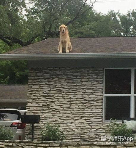 狗狗会从楼顶跳下来吗？-图2