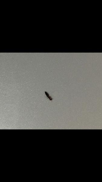 家里卫生间里有很多黑色的有两个翅膀的小虫子，据说是从下水道里飞出来的，请问怎么处理呢？-图1