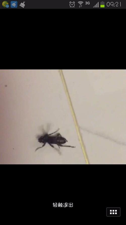 家里卫生间里有很多黑色的有两个翅膀的小虫子，据说是从下水道里飞出来的，请问怎么处理呢？-图2